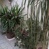 رهن ویلاشیک ،همراه حیاط بزرگ ودرختان میوه،خ خرمشهر|اجارهٔ خانه و ویلا|لاهیجان, شهید آوینی|دیوار
