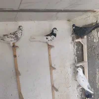 کفتر یال سیا سرور گلی دمبی|پرنده|سپیدان, |دیوار