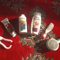 گربه خانگی|گربه|برازجان, |دیوار