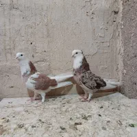 کبوتر کفتر سه جفت