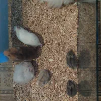 همستر ( سوری ، کمپل )