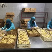 فروش جوجه راس ۳۰۸پرداختی بعد از پایان دوره