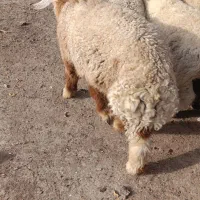 بره نر