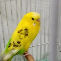 مرغ عشق زرد