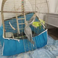 ۲ عدد عروس هلندی ۷ ماهه