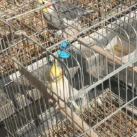 عروس هلندی معاوضه با بوقلمون،