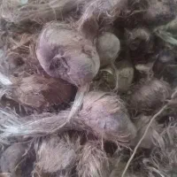 پیاز زعفران (کمتر از یک تن)