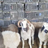 بره قوچ بختیاری اصل