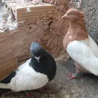 کفتر.سینه سیا سینه زرد بدون عیب