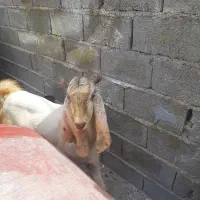 پازن پاکستانی