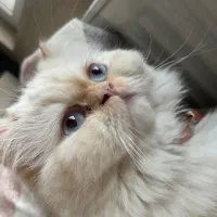 فروش گربه پرشین ردپوینت