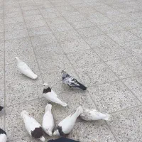 کفتر طوقی . زاغ . سفید پاک . کله سرخ|پرنده|خمینی‌شهر, |دیوار