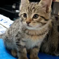 واگذاری رایگان بچه گربه