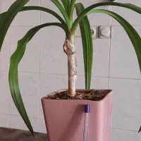 گل اشک ملکه تعویض