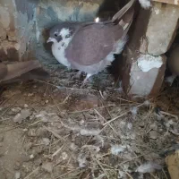 تعدادی کفتر نر وماده