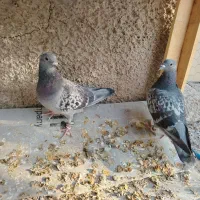 کفتر پلاکی|پرنده|فلاورجان, |دیوار