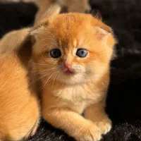 فروش گربه های وارداتی|گربه|رشت, لاکان|دیوار