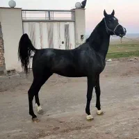 اسب مادیان کرد|اسب و تجهیزات اسبسواری|تهران, امیرآباد|دیوار