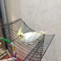 پرنده عروس هلندی چشم گیلاسی با قفس|پرنده|اردبیل, |دیوار