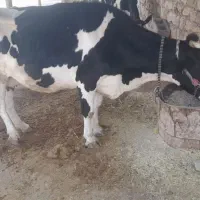 فروش فوری