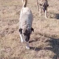 ماده عراق اصل|سگ|ورزقان, |دیوار