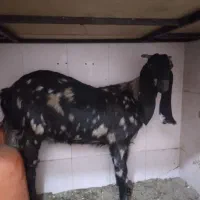 بز  پلنگی جوان وکره ماده ک۳۴۰|حیوانات مزرعه|رفسنجان, |دیوار