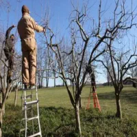 هرس درخت میوه