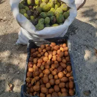 فروش گردو امسال فروش فوری|عمدهفروشی|مینودشت, |دیوار