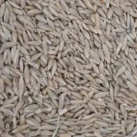 جو محلی