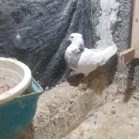 کبوتر طوقی صید|پرنده|بجنورد, |دیوار