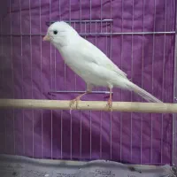 قناری نر سفید تازه قرص زیبا چشمنواز