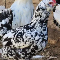 فروش تخم نطفه داره گلین پنگوئنی|حیوانات مزرعه|رفسنجان, |دیوار