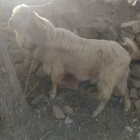 نر بز ساتن قیمت 30ملیون تومان|حیوانات مزرعه|نطنز, |دیوار