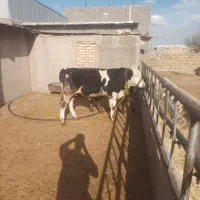 گوساله سیمینتال و انگوس