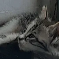 بچه گربه گم شده