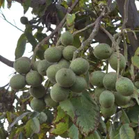 نهال مثمر گردو|خدمات باغبانی و درختکاری|سردشت, |دیوار