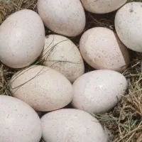 تخم بوقلمون  مرینوستهداد