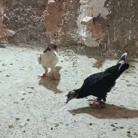 سه تا گرفتنی پرشی دونه 100