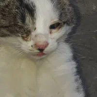 گربه شیرین|گربه|مراغه, |دیوار