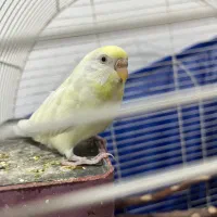 مرغ عشق چشم شرابی|پرنده|بانه, |دیوار