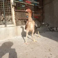 مرغ و خروس لاری.  کبوتر