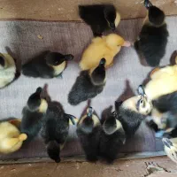 جوجه اردک وغاز