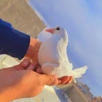 کبوتر