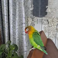 طوطی برزیلی دستی|پرنده|کرج, باغستان|دیوار