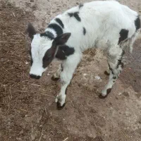 گوساله نر