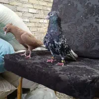 پرنده‌‌رنگی
