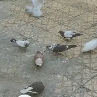 کفتر سالم و سرحال