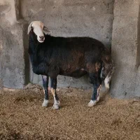 قوچ قره چال اصل|حیوانات مزرعه|سیمین شهر, |دیوار