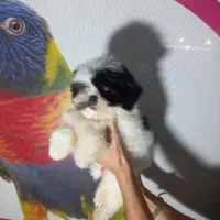 سگ های جیبی و مینیاتوری و گربه های خانگی|سگ|تبریز, |دیوار