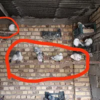 فروش یا معاوضه با عروس هلندی ماده